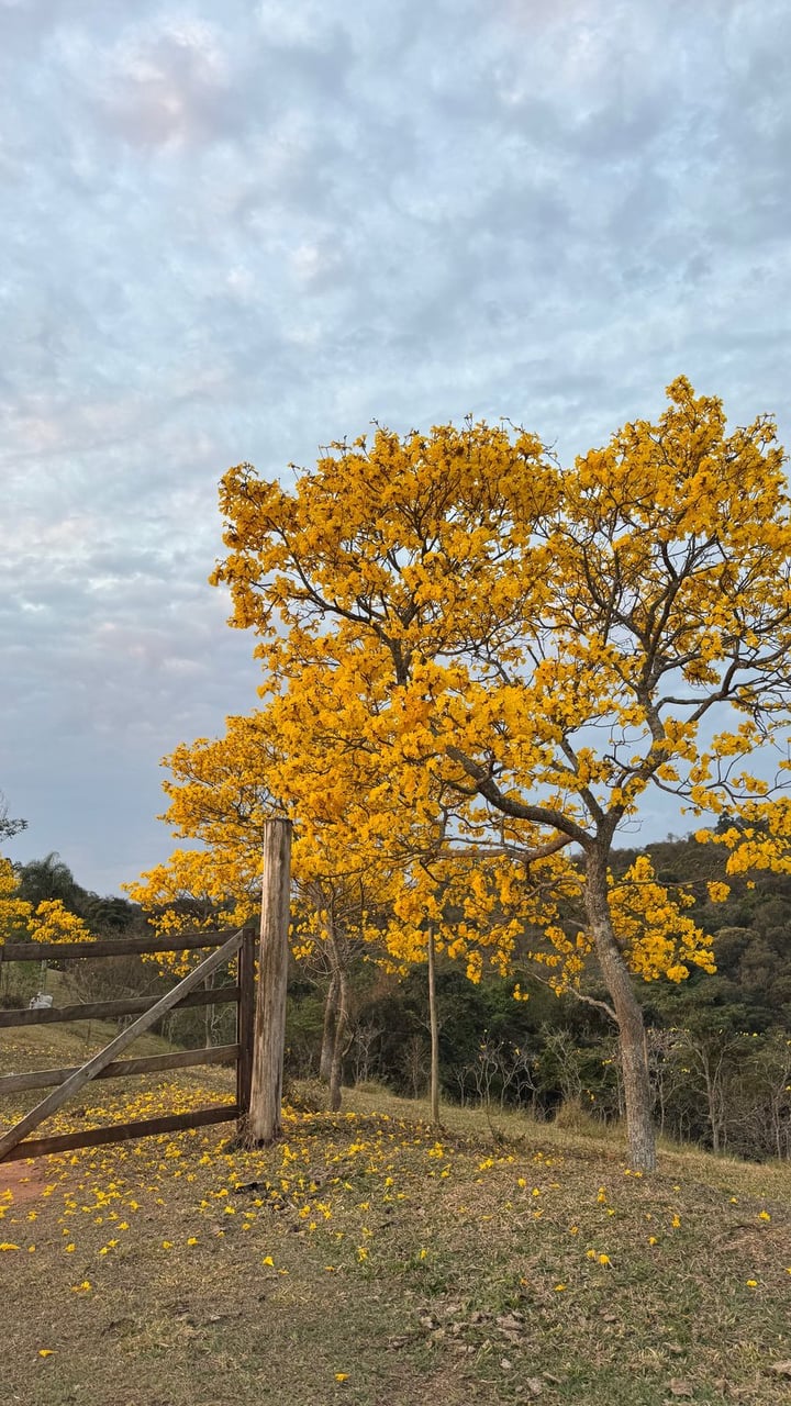 IMG-20250916-WA0003.jpg
